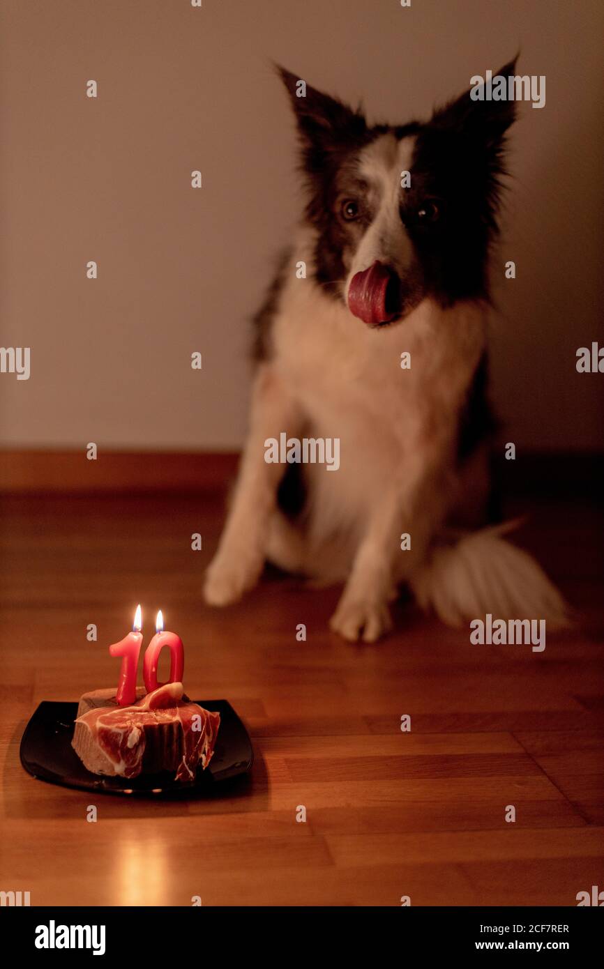 Party Animal Chien Border Collie Celebrant Son Borthday Avec Une Bouteille De Champagne Portant Une Couronne Et Chapeau Avec Des Rubans Sur Son Dos Et Une Carte D Anniversaire Photo Stock Alamy Party Animal Chien Border Collie Celebrant Son Borthday Avec Une Bouteille De Champagne Portant Une Couronne Et Chapeau Avec Des Rubans Sur Son Dos Et Une Carte D Anniversaire Photo Stock Alamy