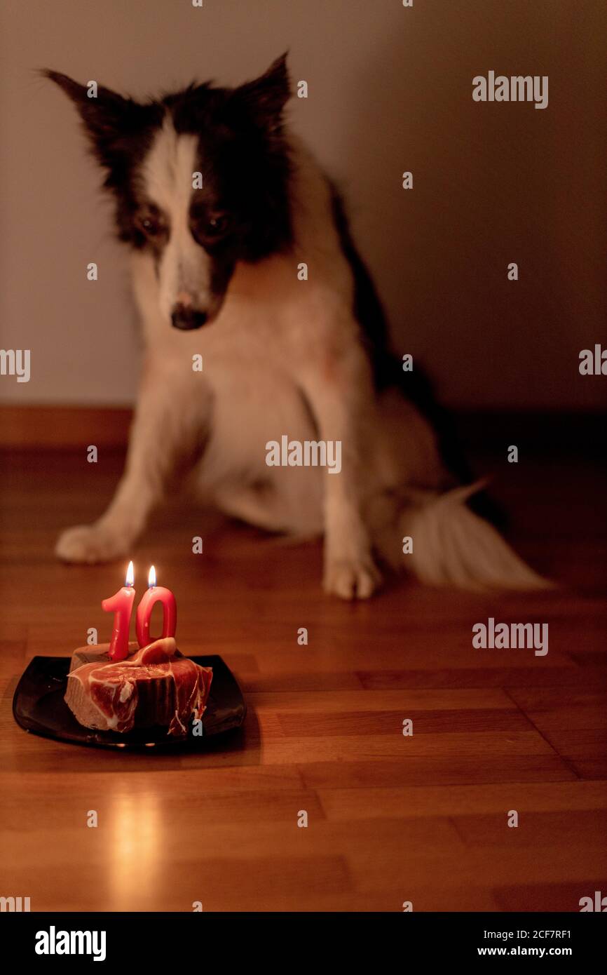 Party Animal Border Collie Dog Banque D Image Et Photos Alamy Party Animal Border Collie Dog Banque D Image Et Photos Alamy