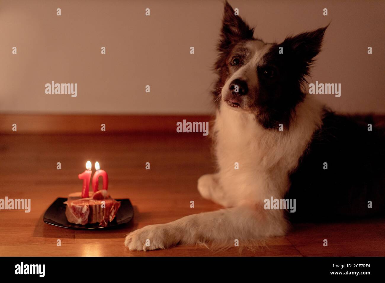 Dog Birthday Banque D Image Et Photos Page 6 Alamy Dog Birthday Banque D Image Et Photos Page 6 Alamy