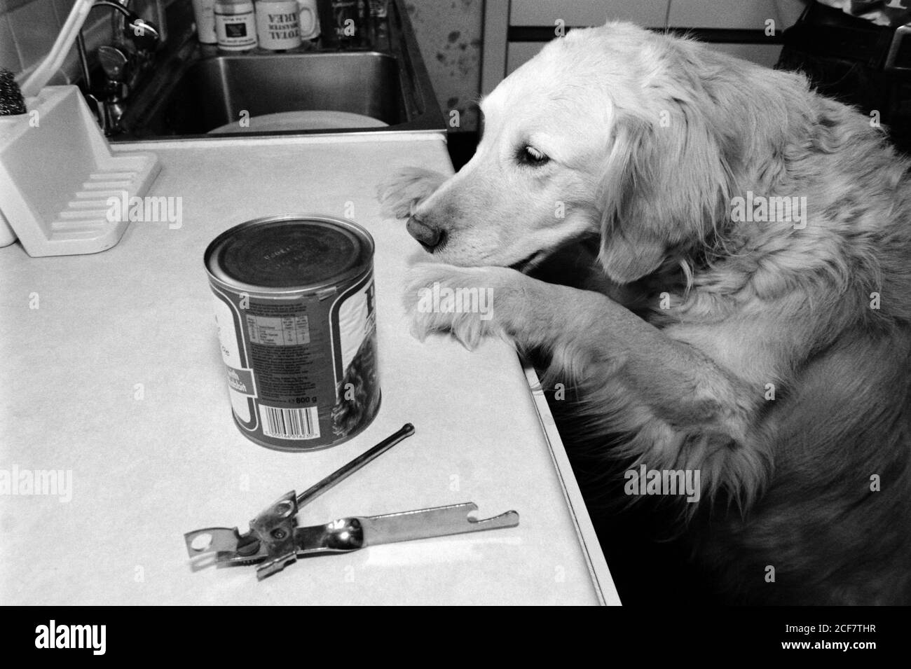 Mettez en place une photo pour illustrer les réactions Pavloviennes avec Mona - un Golden Retriever. Bournemouth, Dorset. 16 mai 1992. Photo: Neil Turner Banque D'Images