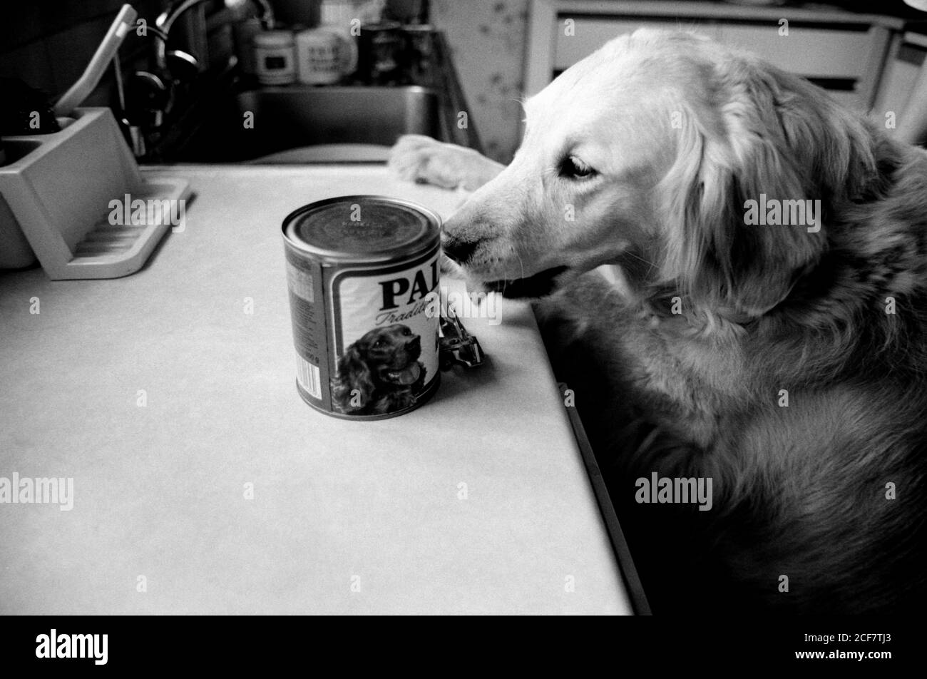 Mettez en place une photo pour illustrer les réactions Pavloviennes avec Mona - un Golden Retriever. Bournemouth, Dorset. 16 mai 1992. Photo: Neil Turner Banque D'Images
