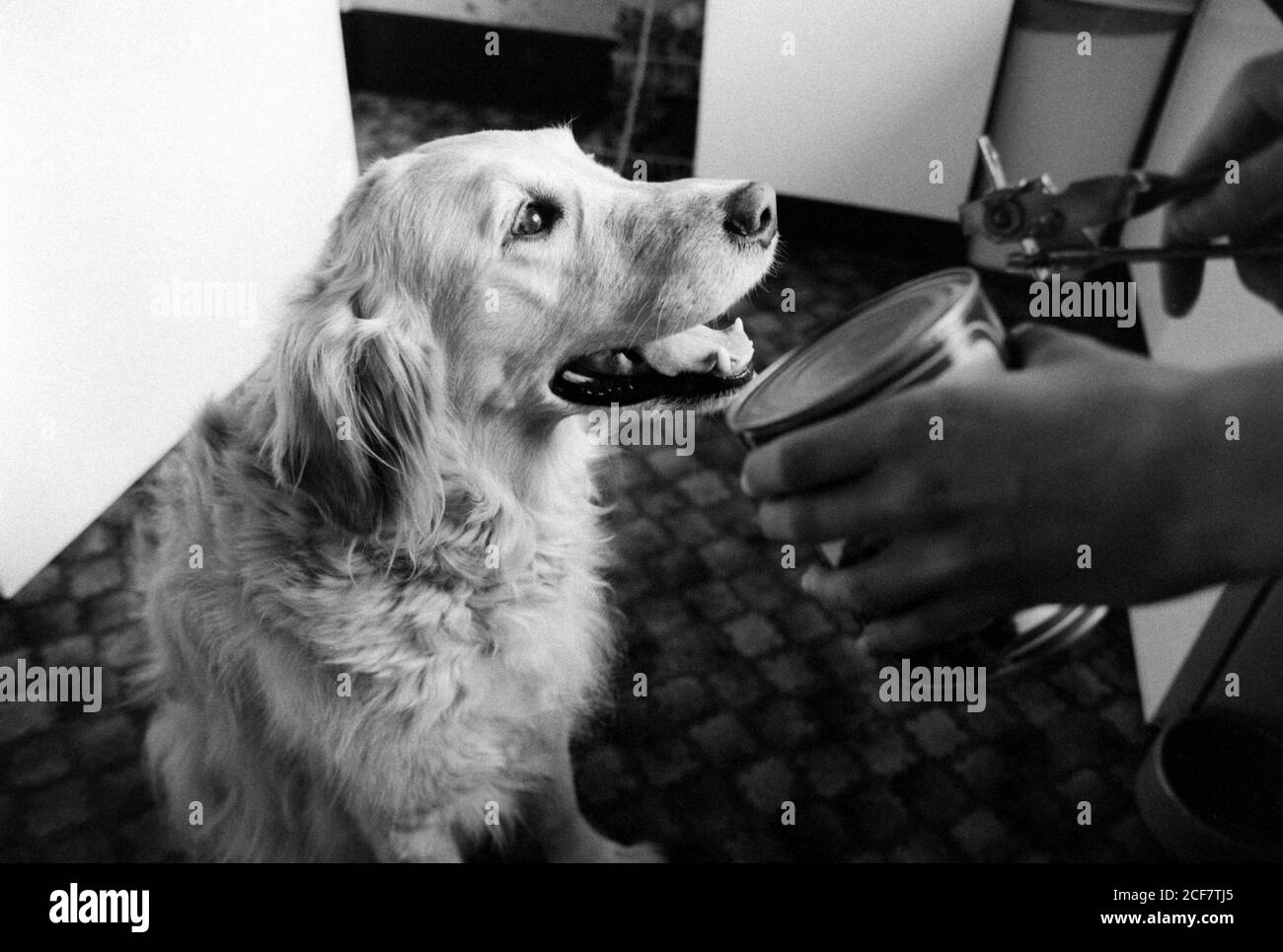 Mettez en place une photo pour illustrer les réactions Pavloviennes avec Mona - un Golden Retriever. Bournemouth, Dorset. 16 mai 1992. Photo: Neil Turner Banque D'Images