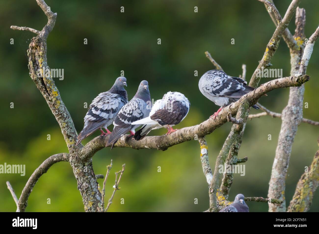 Pigeons sauvages (Columba livia domestica) perchés sur une branche d'arbre en été en Angleterre, au Royaume-Uni. Banque D'Images