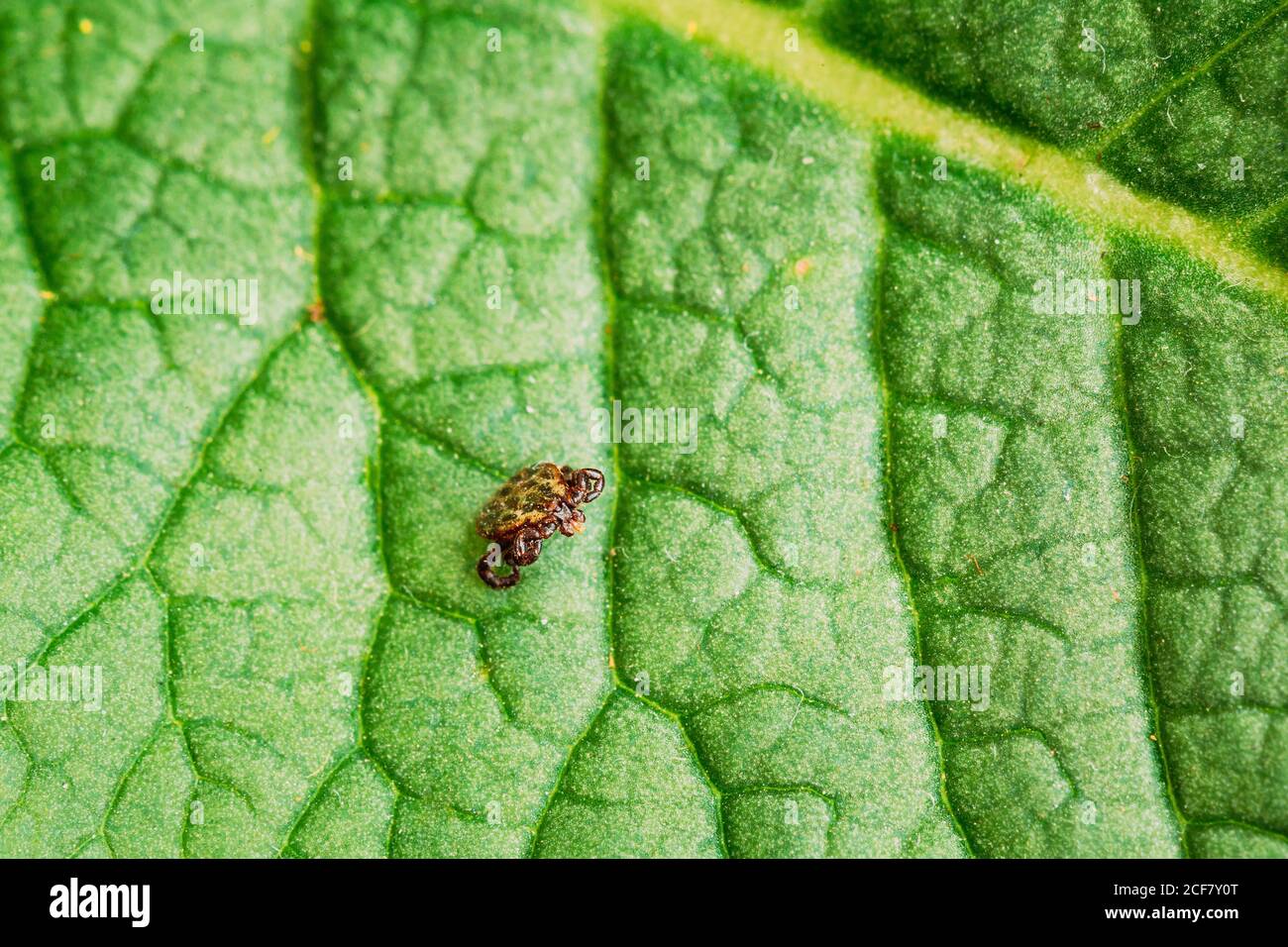 Dermacentor reticulatus sur la feuille verte. Également connu sous le nom de Cow Tick, Tick chien orné, Meadow Tick, et Marsh Tick. Famille Ixodidae. Les coches sont Banque D'Images