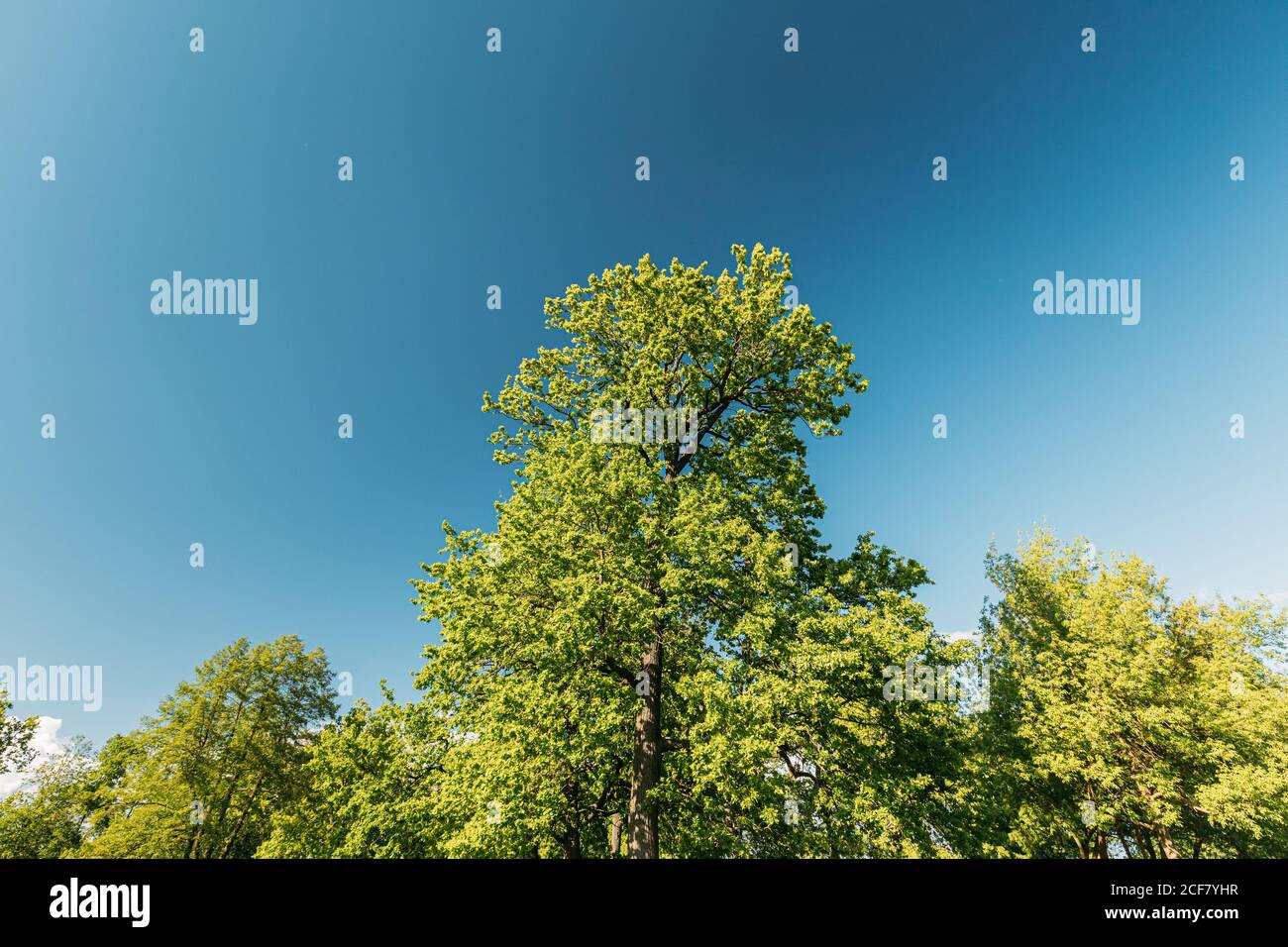 Grands chênes avec jeunes feuilles de feuillage de printemps. Branches de bois de printemps dans le parc forestier à feuilles caduques. Belle nature Banque D'Images