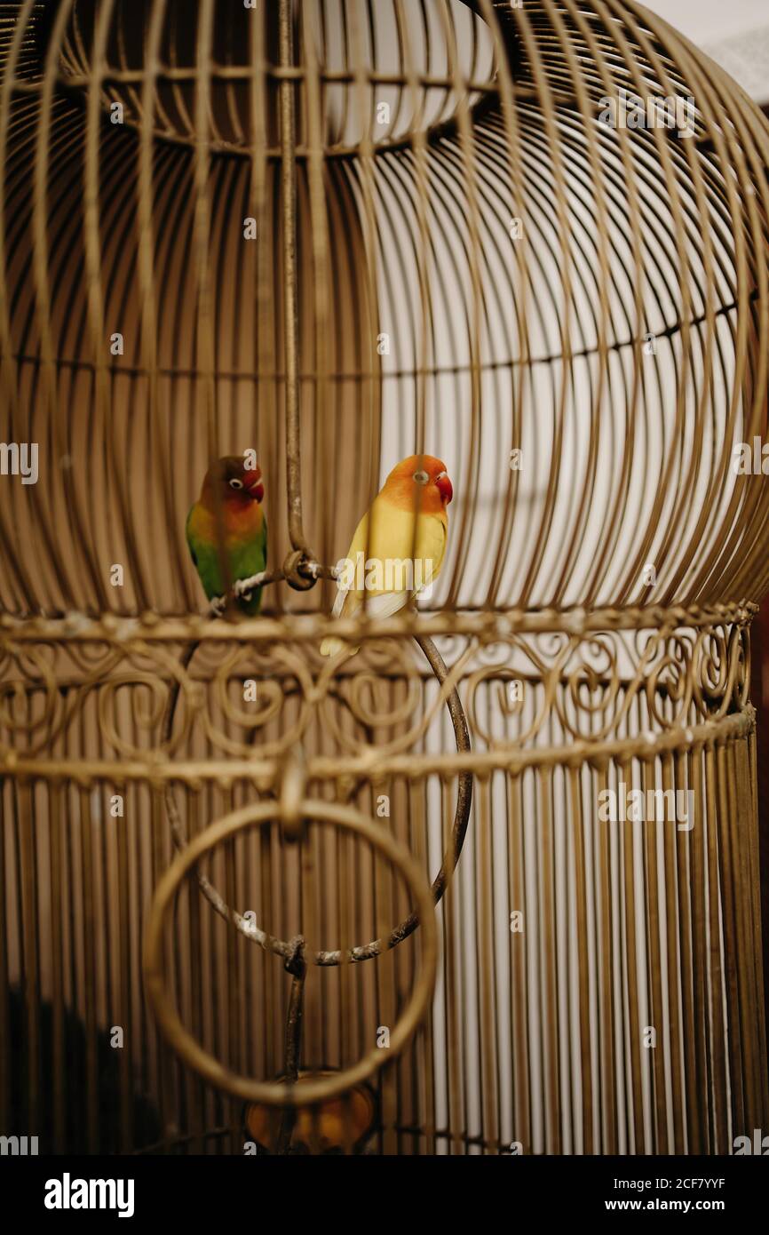 Gros plan d'une cage d'oiseaux en métal d'époque avec perroquets blancs à  l'intérieur Placé dans la maison marocaine Photo Stock - Alamy