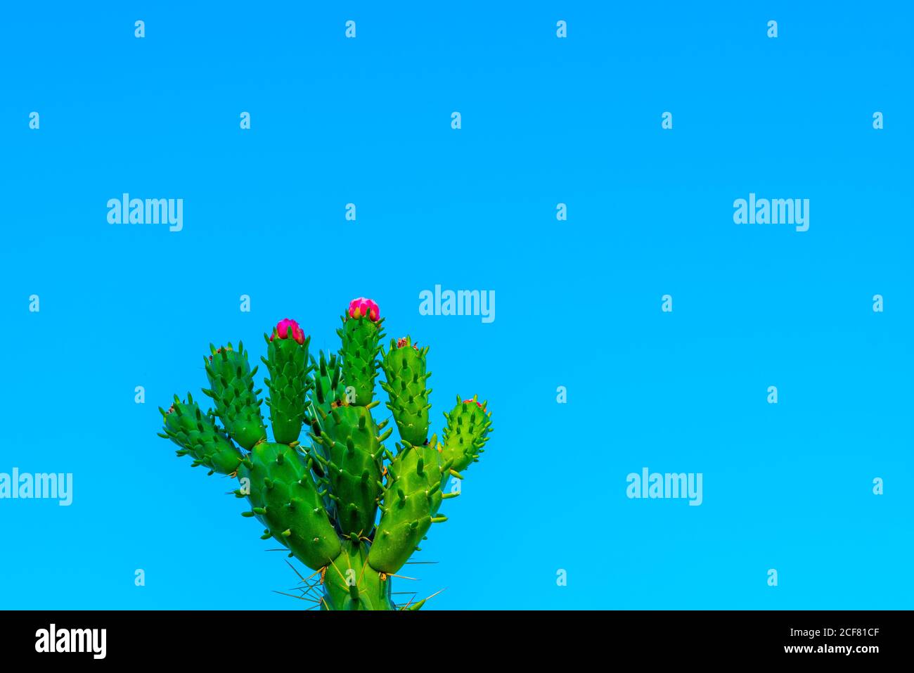 Belle fleur sauvage de cactus du désert en fleurs. Fleurs, tiges et épines du cactus Austrocylindrutia subulata ou Opuntia subulata ou Cylindropuntia. Banque D'Images