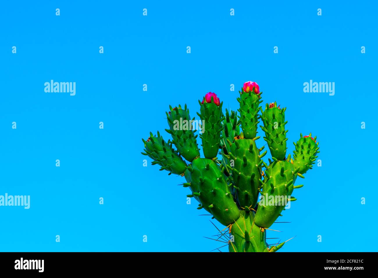 Belle fleur sauvage de cactus du désert en fleurs. Fleurs, tiges et épines du cactus Austrocylindrutia subulata ou Opuntia subulata ou Cylindropuntia. Banque D'Images