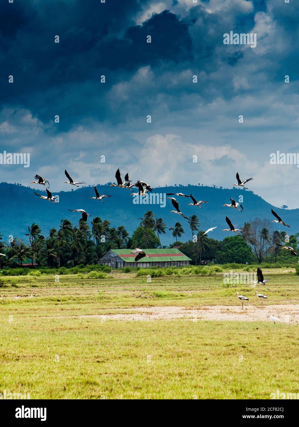 Troupeau de cigognes volantes au-dessus du champ vert dans le tropique contre ciel sombre nuageux, Cambodge Banque D'Images