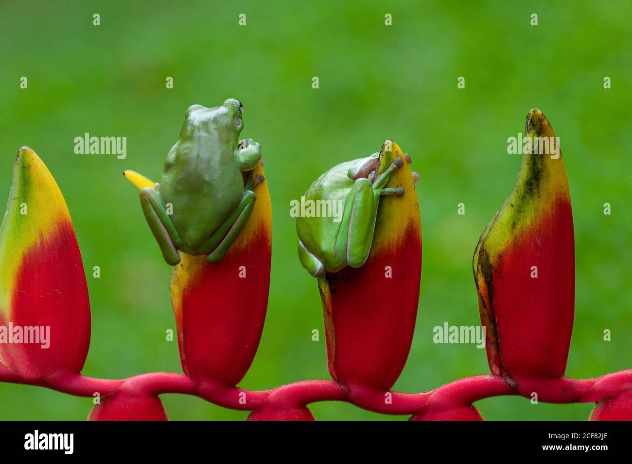 Grenouilles d'arbre assises sur une Heliconia avec un arrière-plan de bokeh Banque D'Images