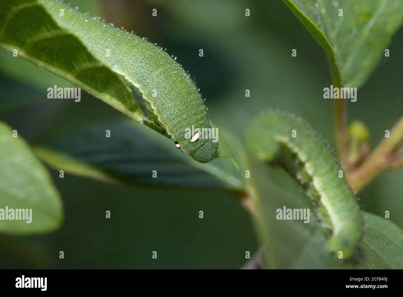 La chenille de brimstone (gonepteryx rhamni) sur l'argousier avec des œufs de mouche parasites. Sussex, Royaume-Uni. Banque D'Images