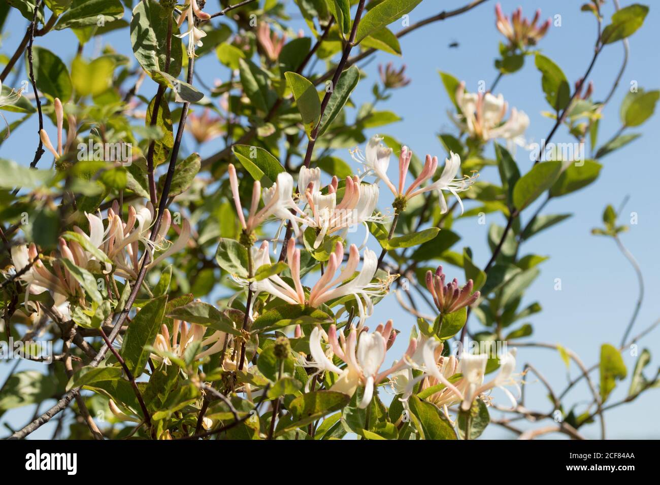 Chèvrefeuille (Lonicera periclymenum). Banque D'Images