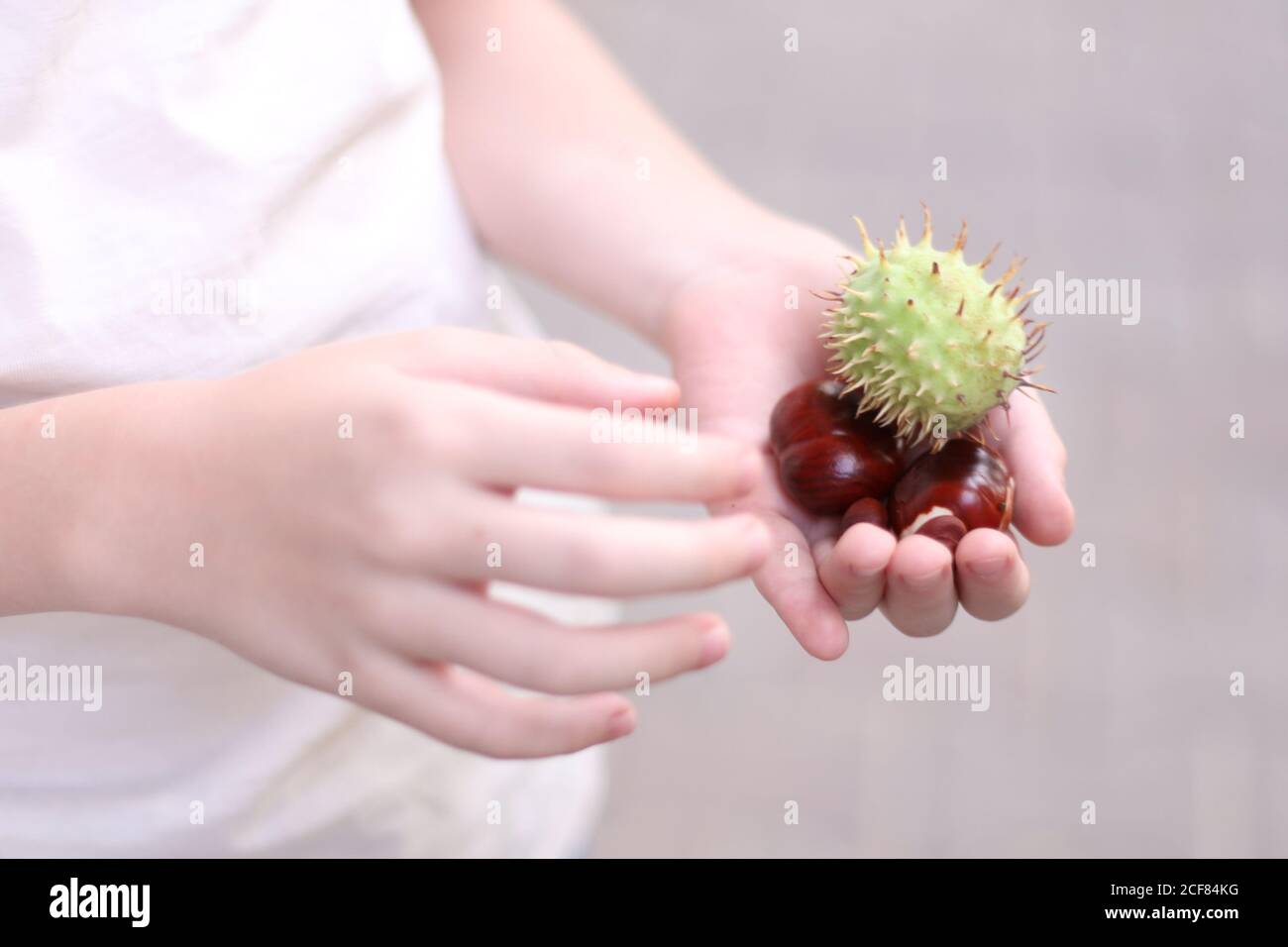 Heure d'automne. Poignée de conkers Banque D'Images