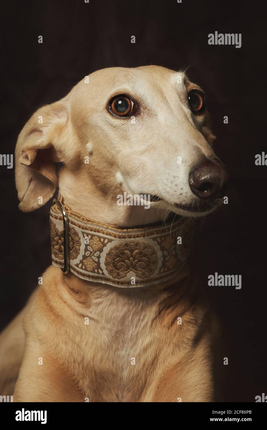 Alerte chien de Sighthounds marron attentif Banque D'Images