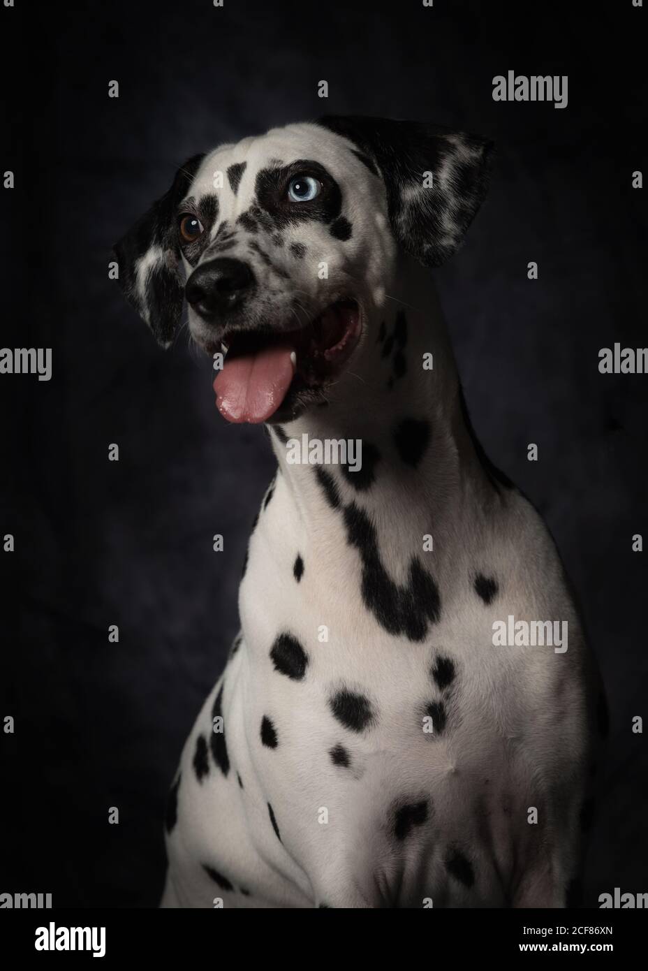 Chien dalmatien à pois noir et blanc obéissant avec la bouche ouverte et la languette qui s'éloigne avec curiosité contre le noir mur gris dans le studio Banque D'Images