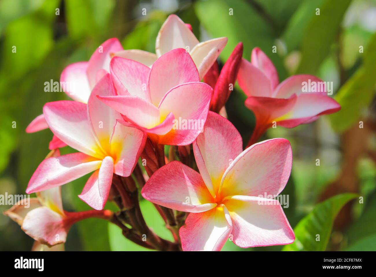 fleur de champa rouge laos fleur nationale dok champa laos Banque D'Images