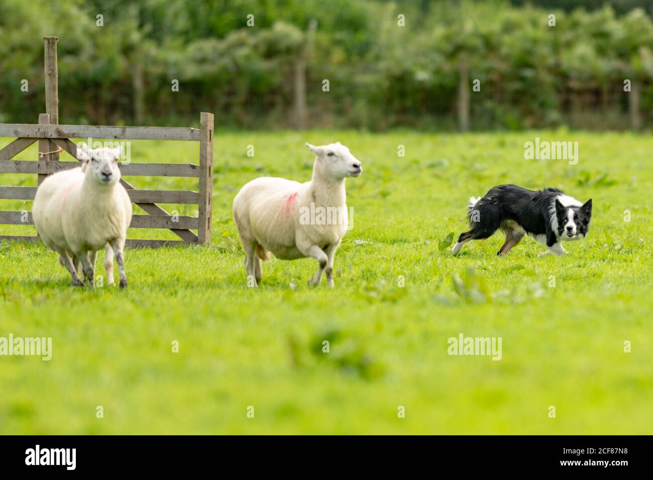 Essais de chiens de berger Dinas Mawddwy 2020 Banque D'Images
