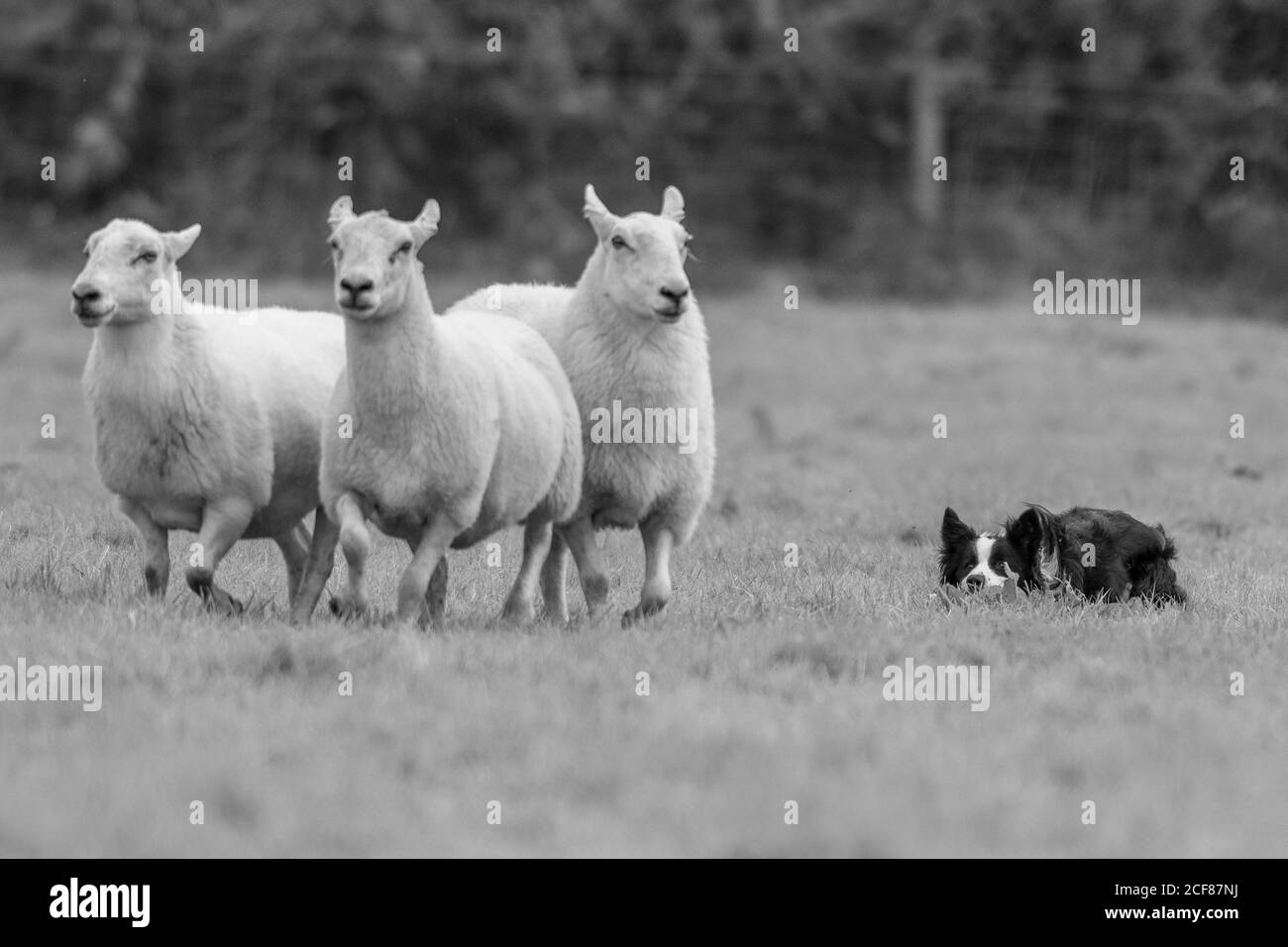 Essais de chiens de berger Dinas Mawddwy 2020 Banque D'Images