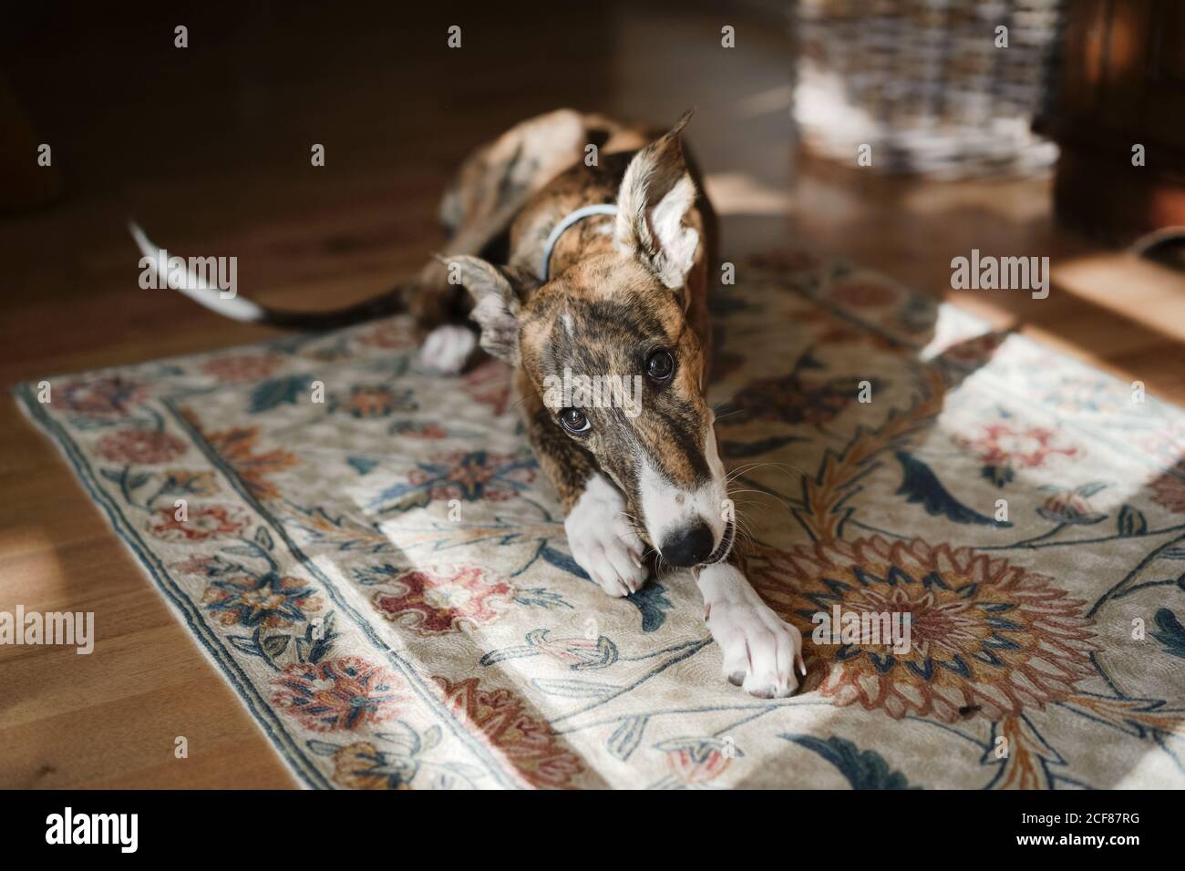 Joli chien galgo espagnol blanc et marron couché sur le sol dans un appartement confortable et regarder la caméra Banque D'Images