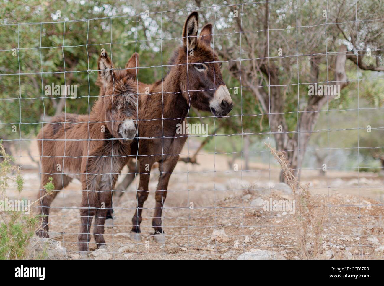 Mignon Moelleux Mature Et Bebe Anes Pasteurs Sur Sol Pierreux Dans Les Enclos Par Temps Couvert Photo Stock Alamy