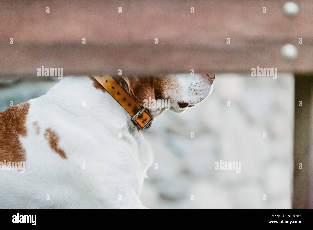 Vue latérale d'un chien obéissant dans un collier en cuir assis près bâtiment en pierre dans la ville Banque D'Images