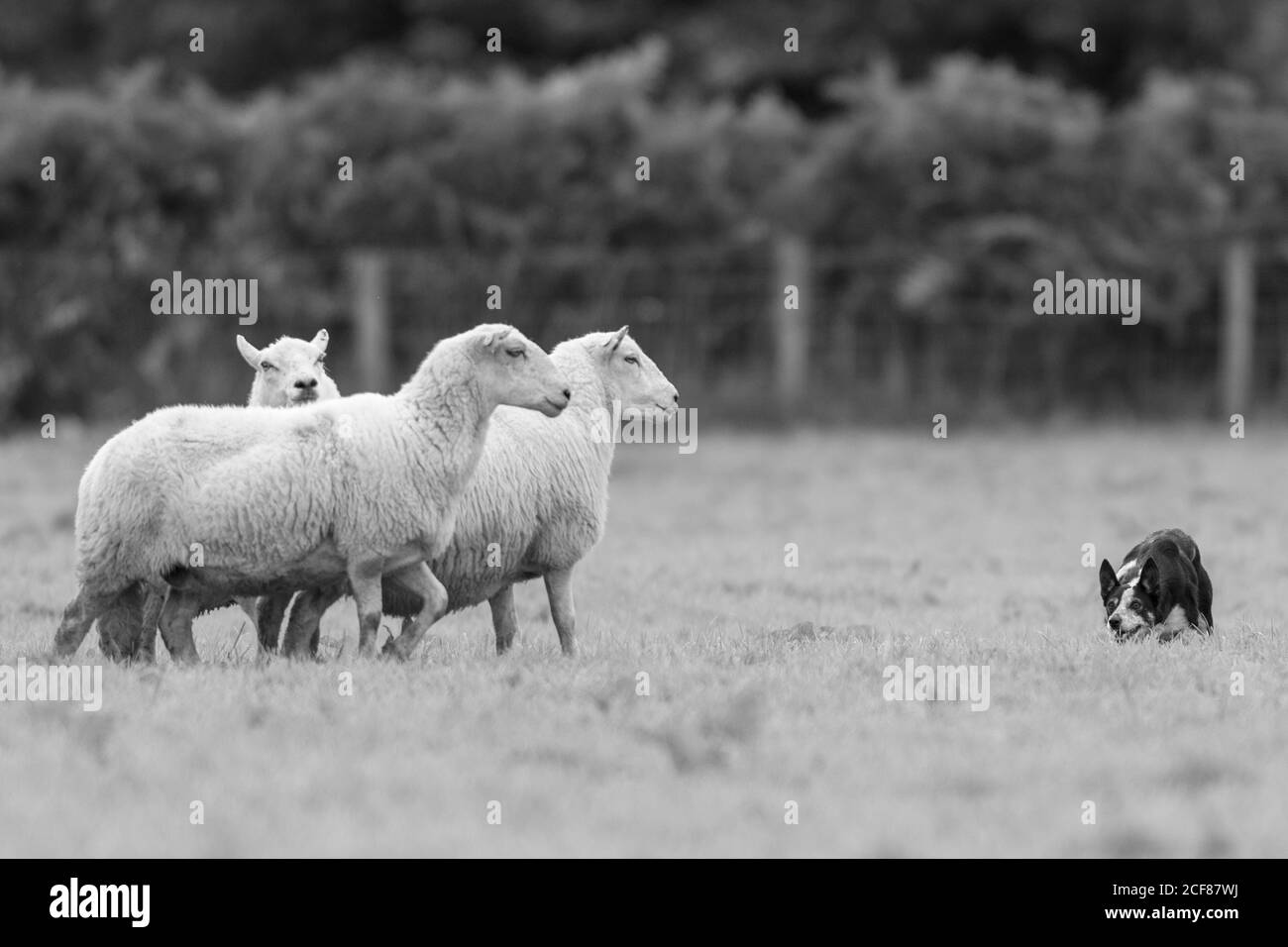 Essais de chiens de berger Dinas Mawddwy 2020 Banque D'Images