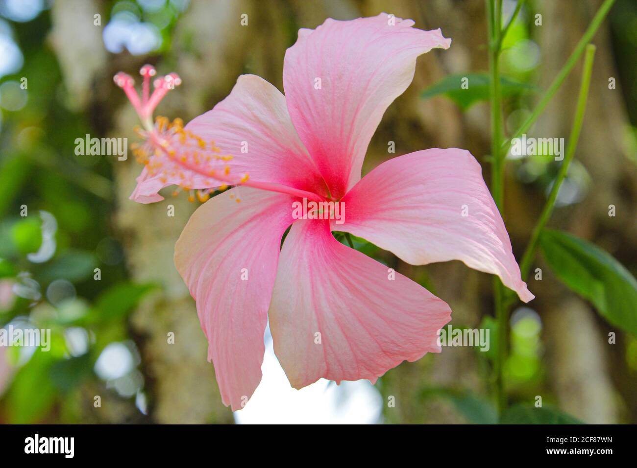 Rose bunga raya fleur Malaisie image de fleur nationale arrière-plan Banque D'Images