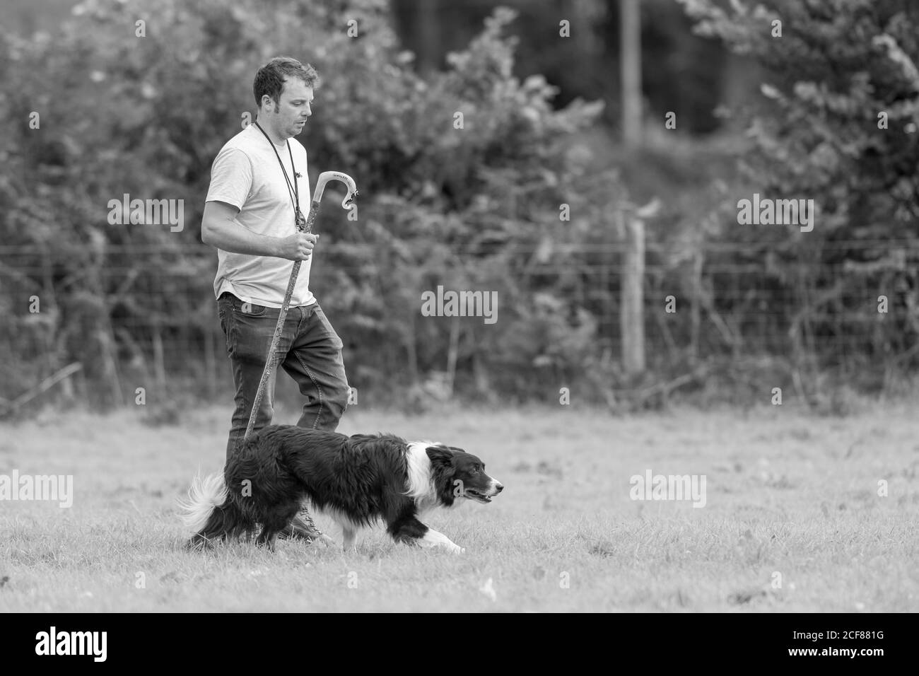 Essais de chiens de berger Dinas Mawddwy 2020 Banque D'Images