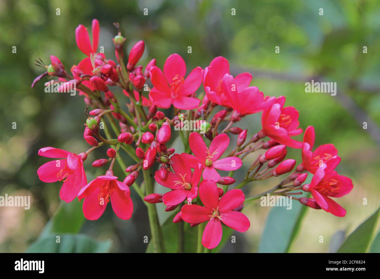 fleur de champa rouge laos fleur nationale dok champa laos Banque D'Images
