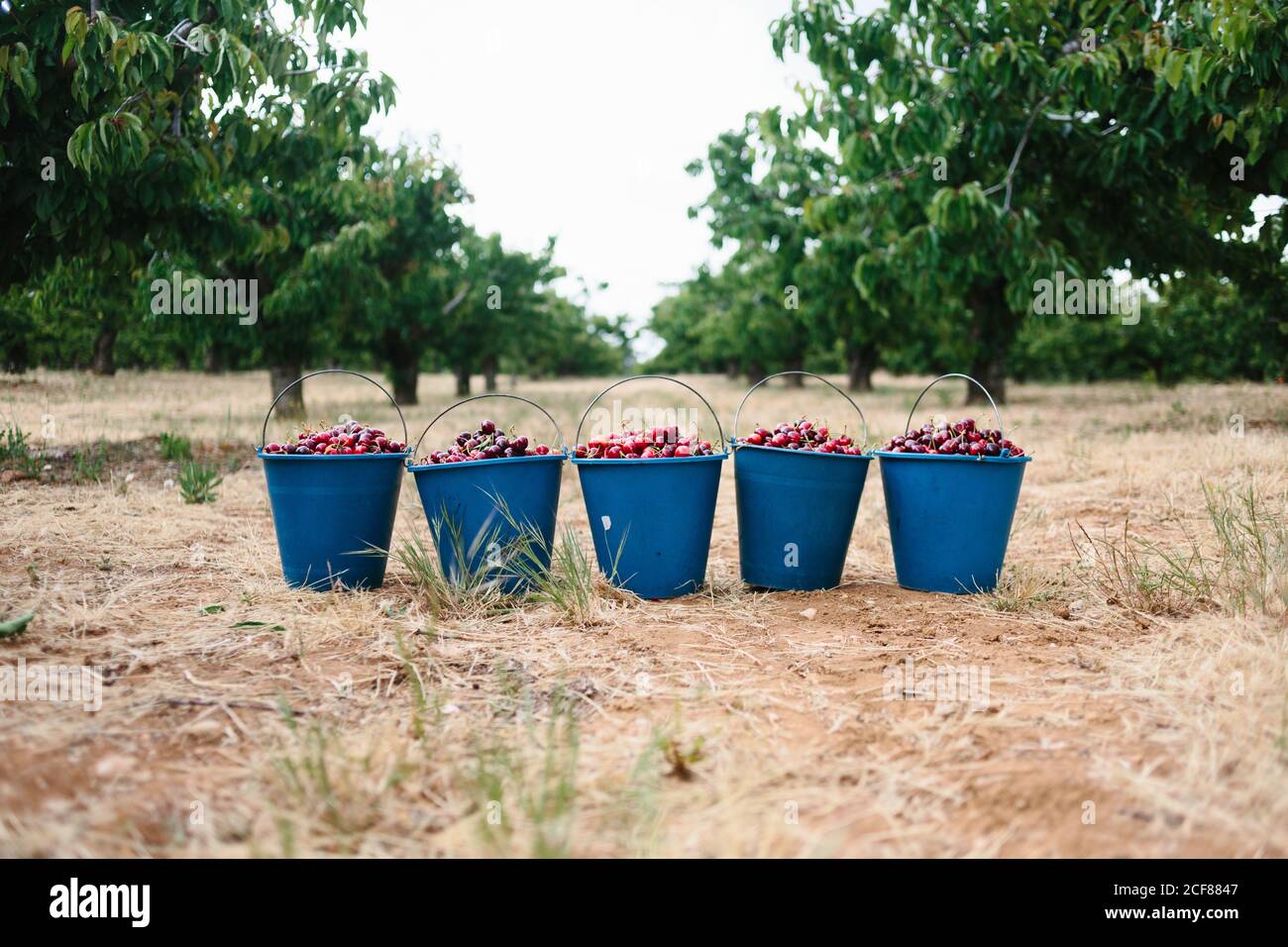 Récolte fraîche de cerises cueillies placées dans des seaux en plastique jardin d'été Banque D'Images