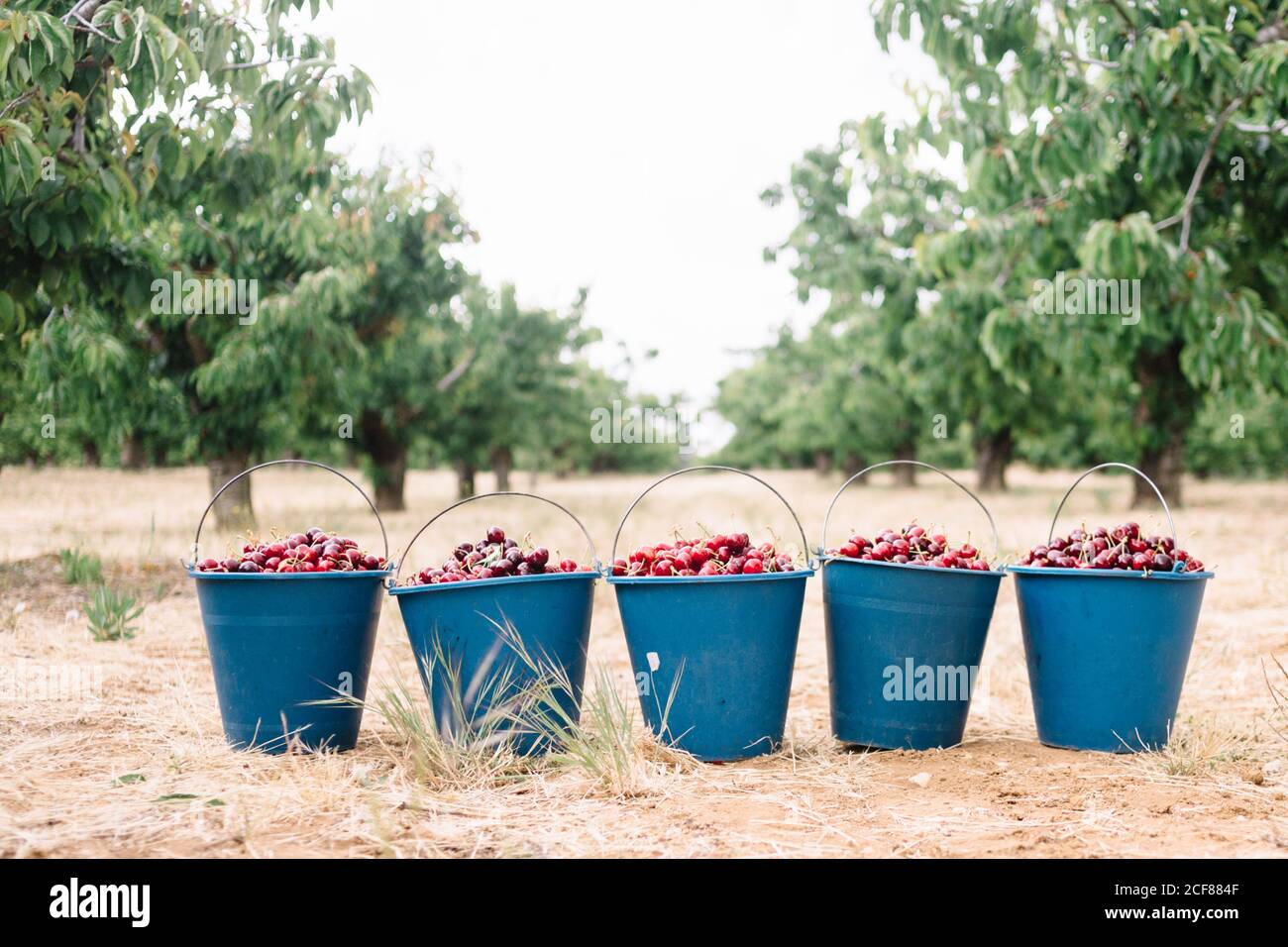 Récolte fraîche de cerises cueillies placées dans des seaux en plastique jardin d'été Banque D'Images