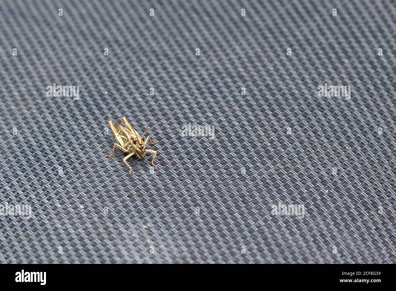 Un Locust (Orthoptera) isolé sur une chaise de jardin Banque D'Images