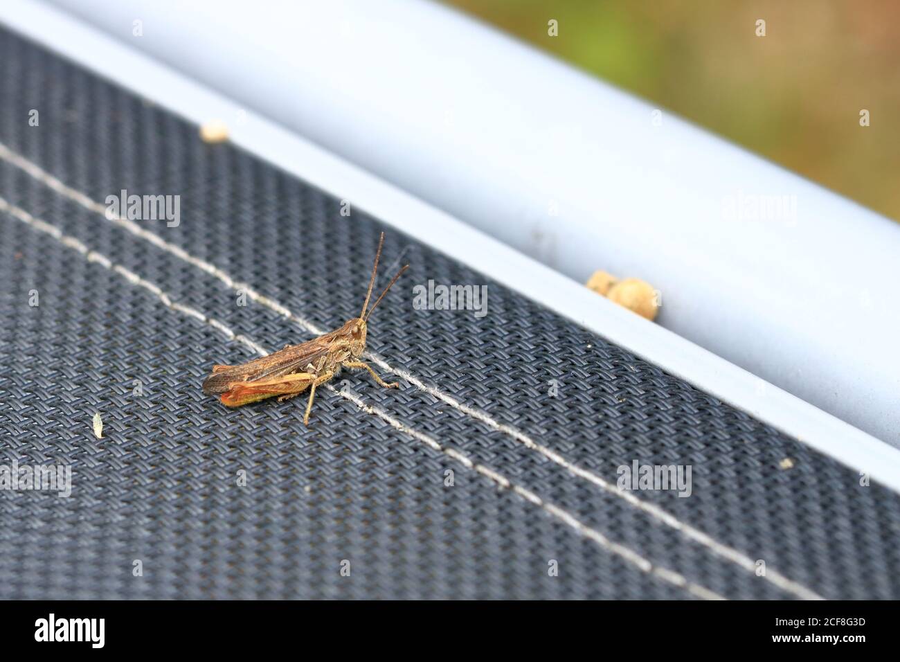 Un Locust (Orthoptera) isolé sur une chaise de jardin Banque D'Images