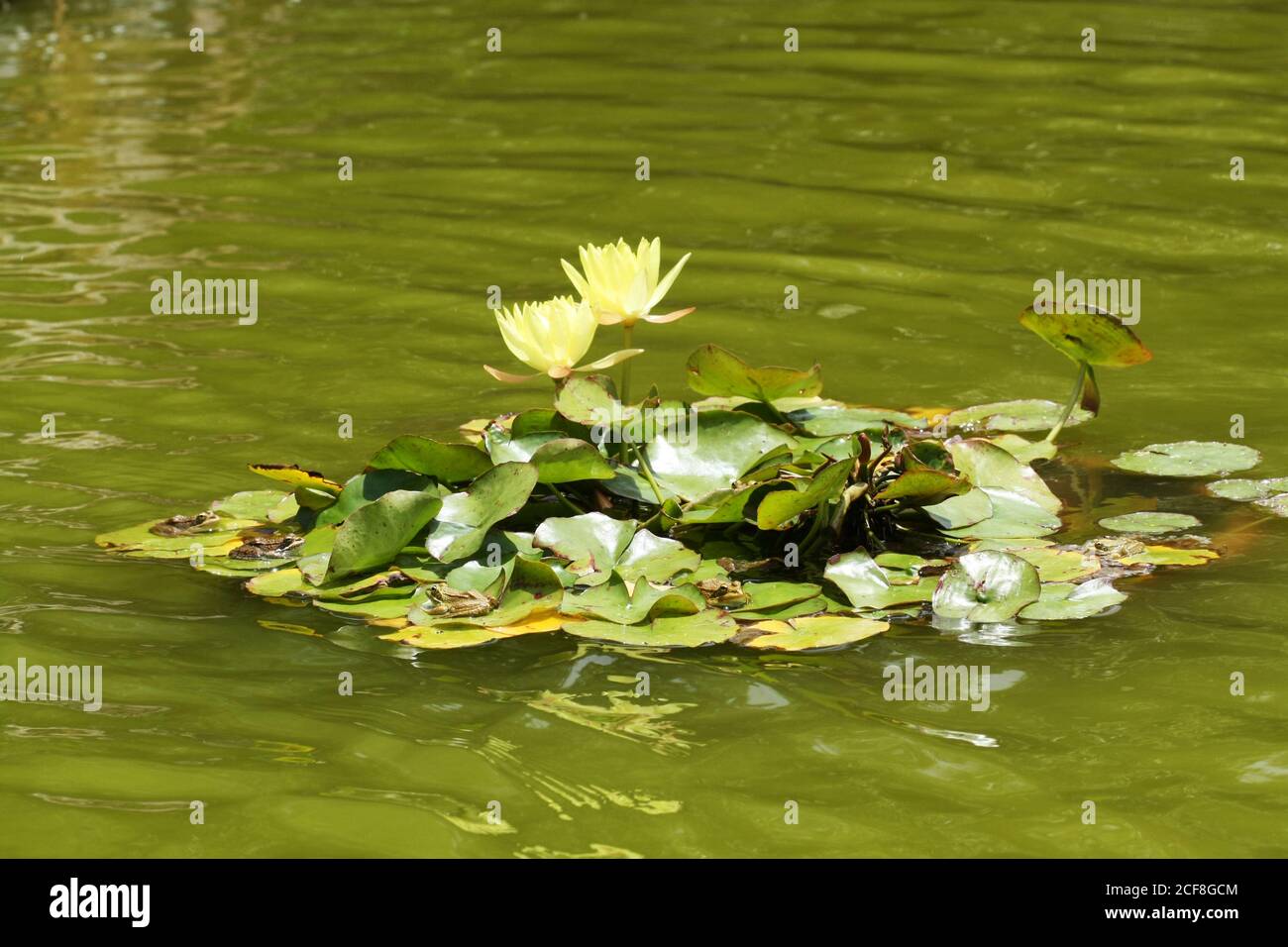 Seerose Banque D'Images