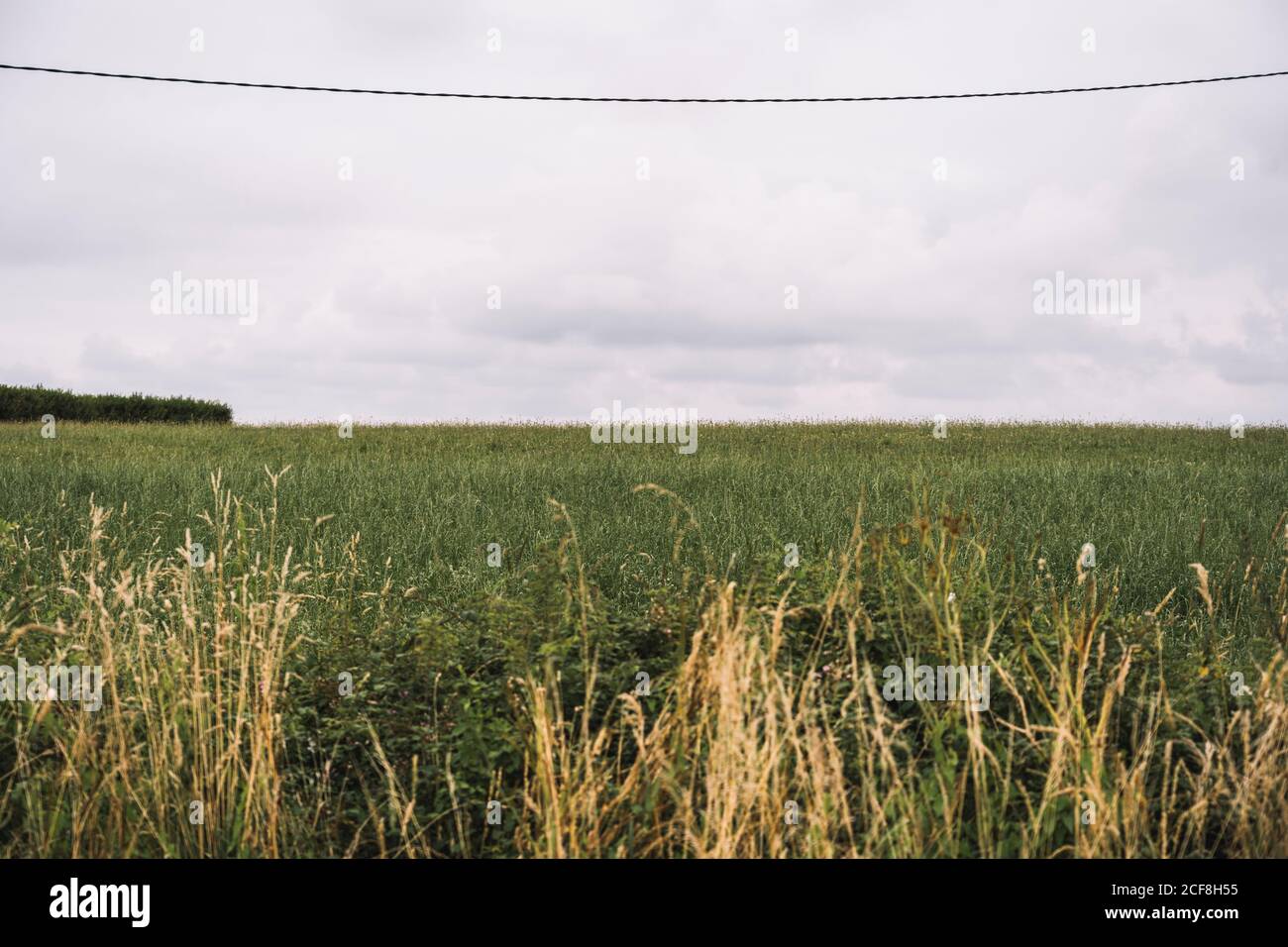 Vue sur un magnifique champ vert avec ciel gris nuageux Banque D'Images