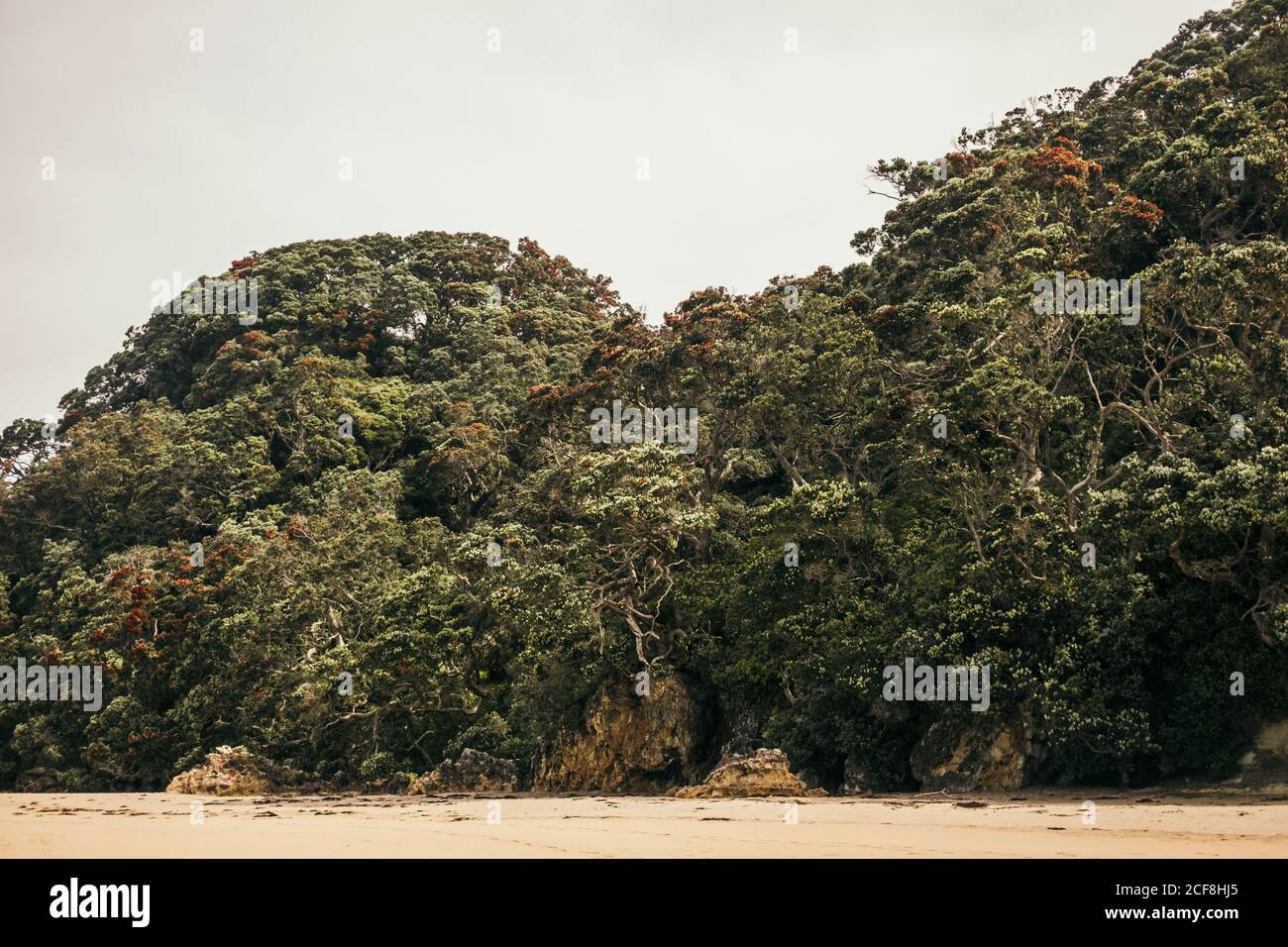 Grandes plantes vertes et arbres sur la côte sablonneuse avec des gris Ciel sur fond à la plage de la crique de la cathédrale en Nouvelle-Zélande Banque D'Images