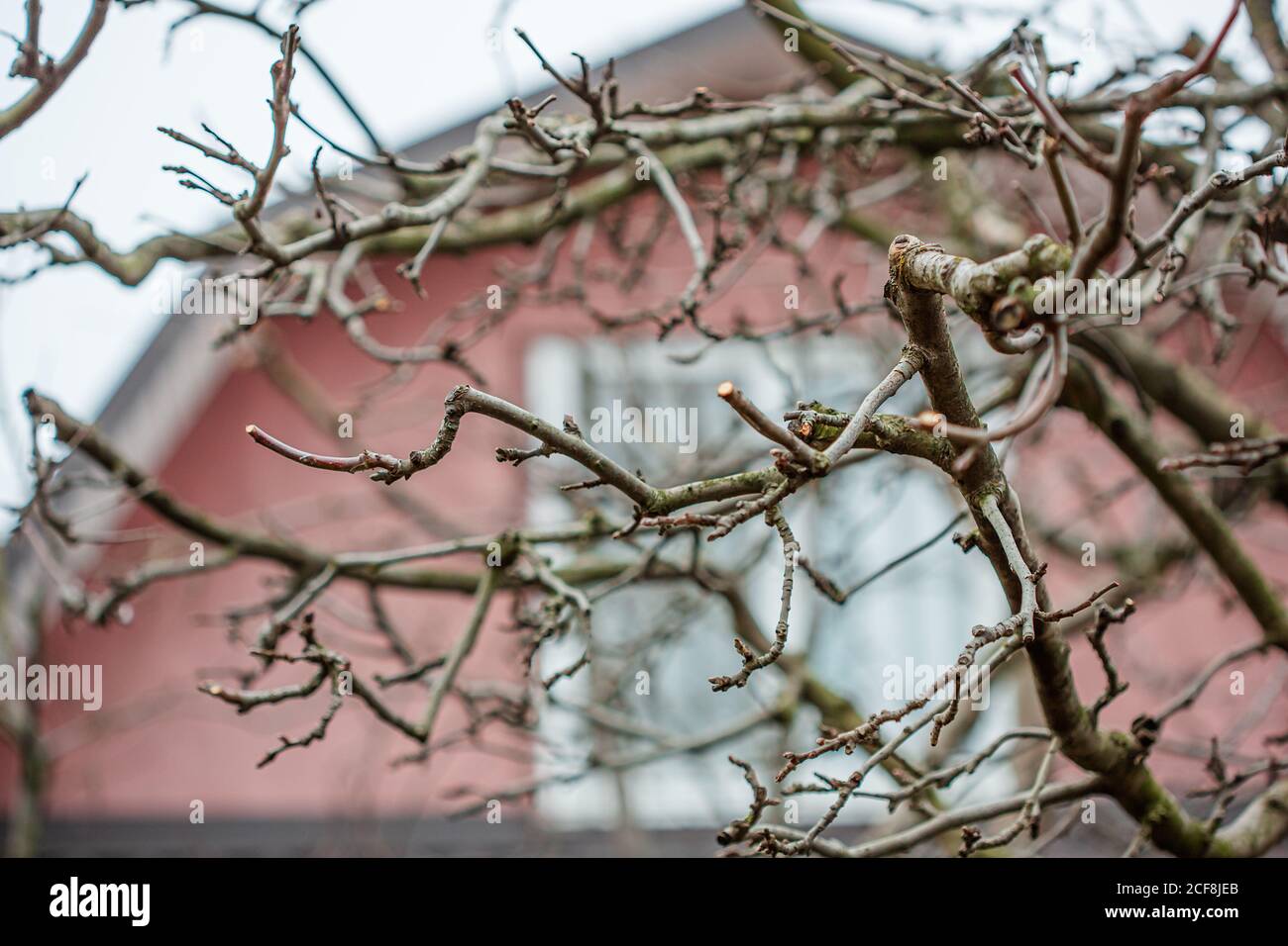 Couper des branches sur les pommiers. Élaguer un pommier avec un sécateur de jardin en hiver. Fruit, protecteur. Banque D'Images