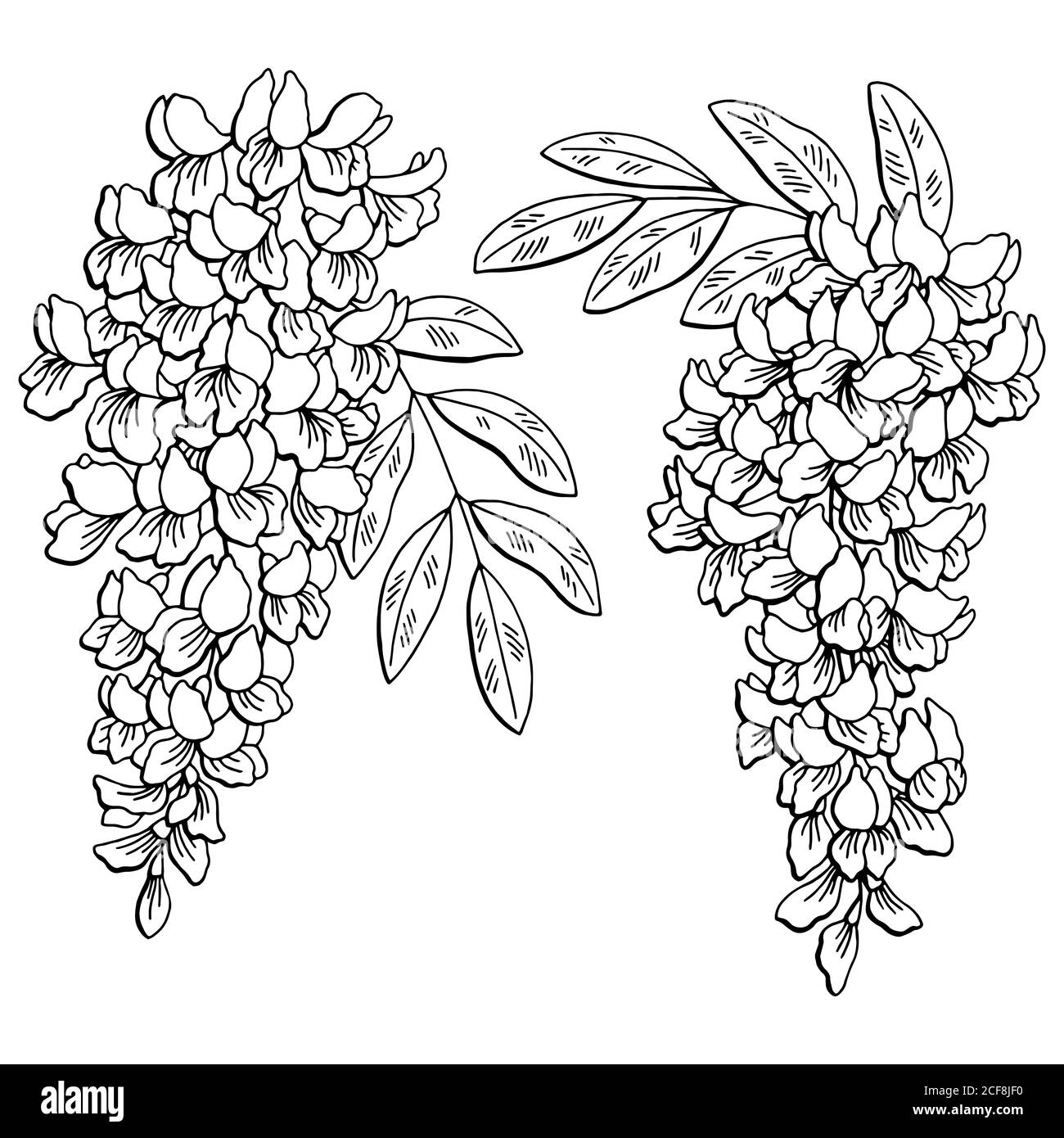 Motif de fleur en acacia noir blanc isolé dessin vectoriel d'illustration Illustration de Vecteur