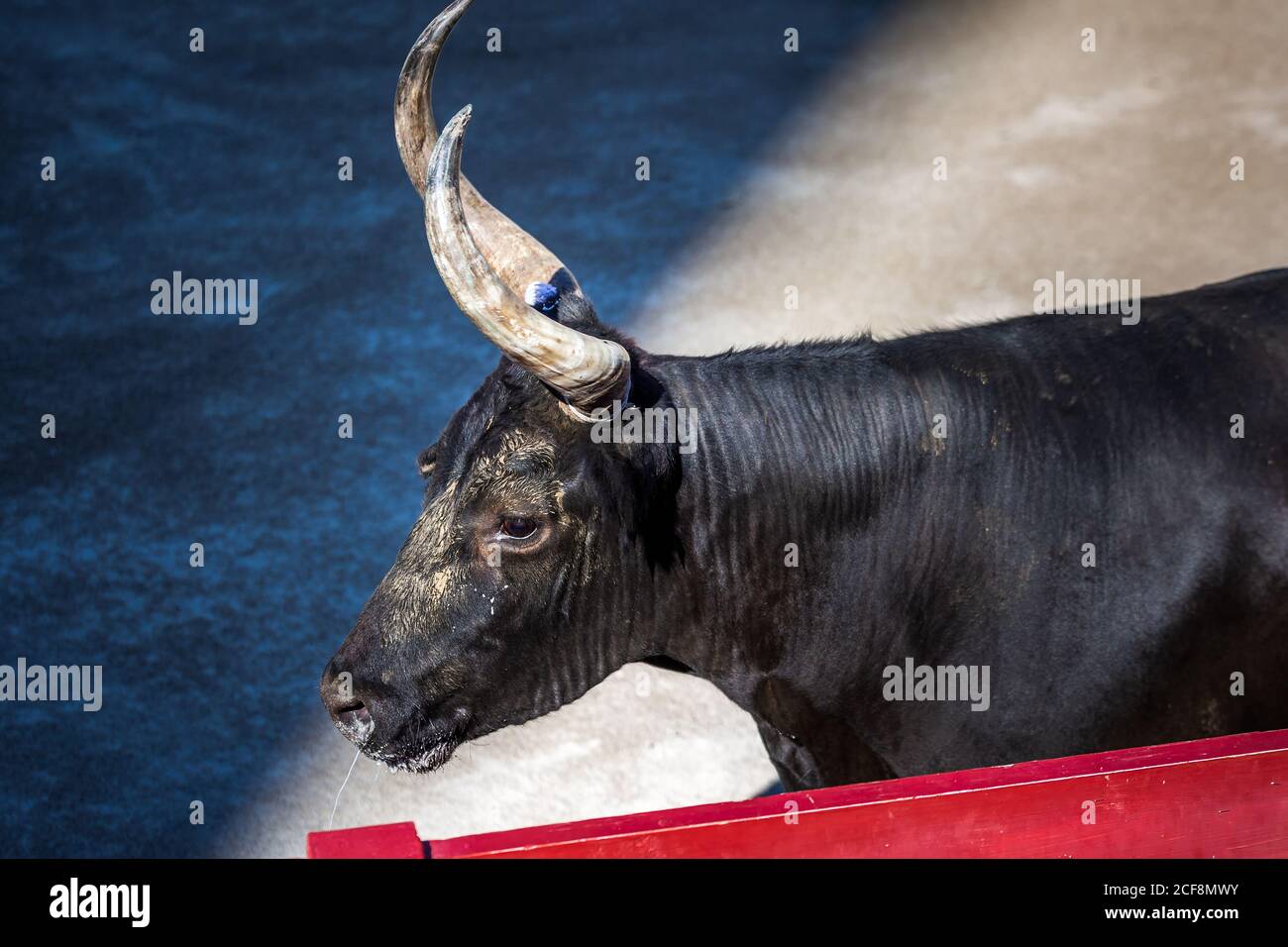 Taureau furieux dans l'arène d'Arles, France. Banque D'Images