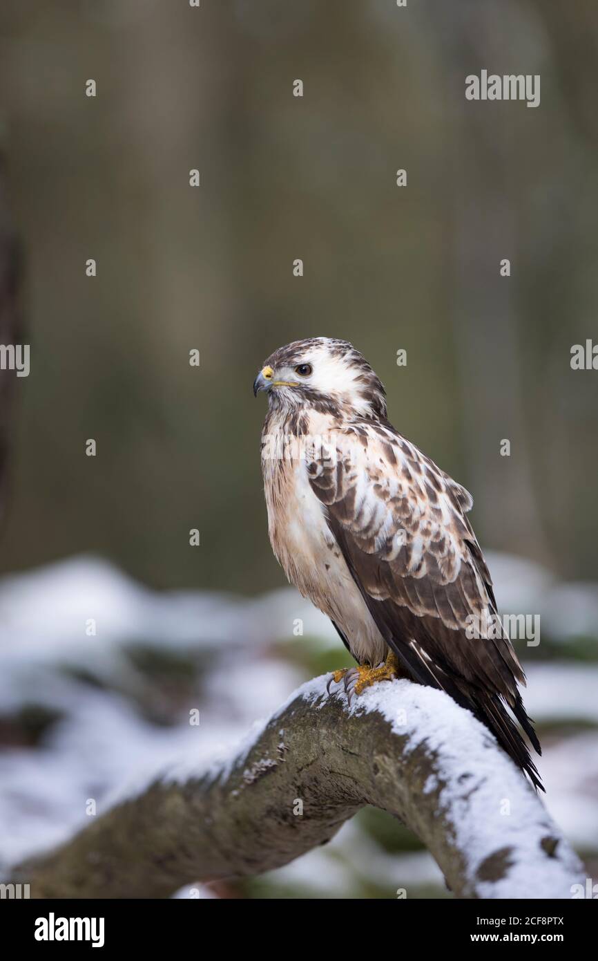 Maeusebussard, Buteo buteo, bourdonnement commun Banque D'Images