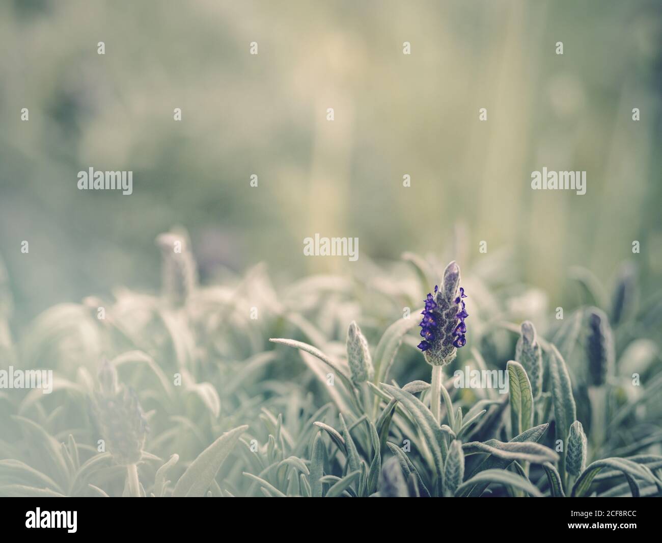 Gros plan plante verte mignonne en fleurs avec petite fleur violette  arrière-plan flou du jardin Photo Stock - Alamy
