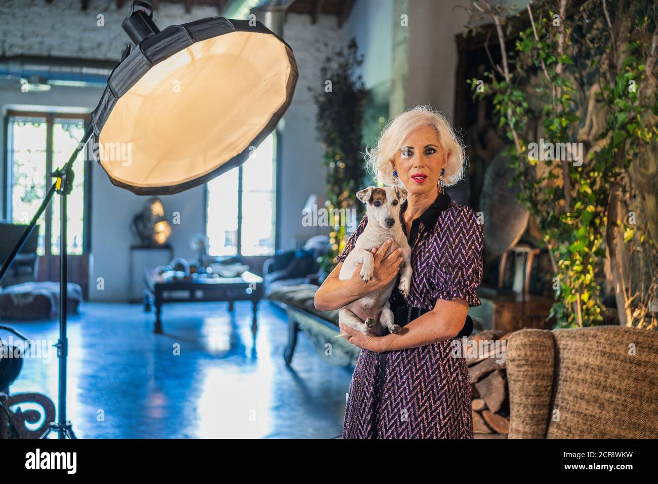 Actrice à poil gris pensive en robe élégante avec obéissant petit Chien Jack Russell Terrier debout à côté de la boîte souple et regardant à la caméra pendant la pause dans le travail contre l'intérieur flou de confortable studio contemporain Banque D'Images
