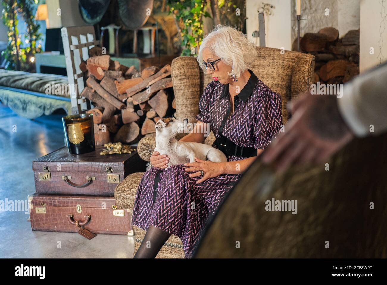 Actrice à poil gris pensive en robe élégante avec obéissant petit Chien Jack Russell Terrier debout à côté de la boîte souple et regardant à la caméra pendant la pause dans le travail contre l'intérieur flou de confortable studio contemporain Banque D'Images