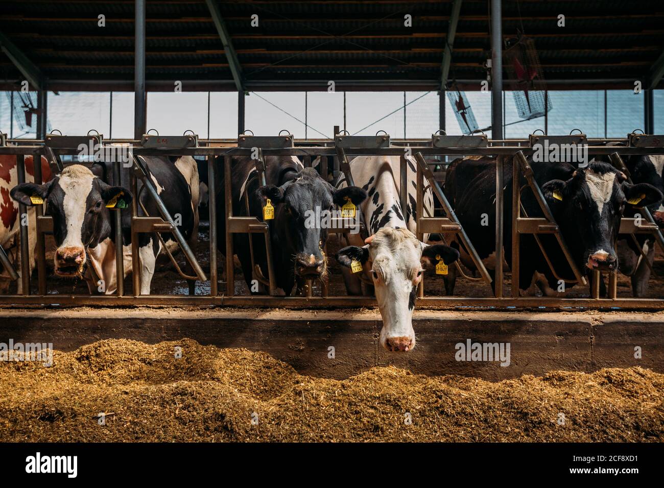 Holstein vaches de journal frisonnes dans la stalle de bétail libre Banque D'Images