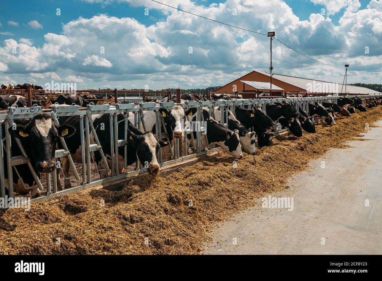 Holstein vaches agenda frisonnes dans la stalle libre ouverte Banque D'Images
