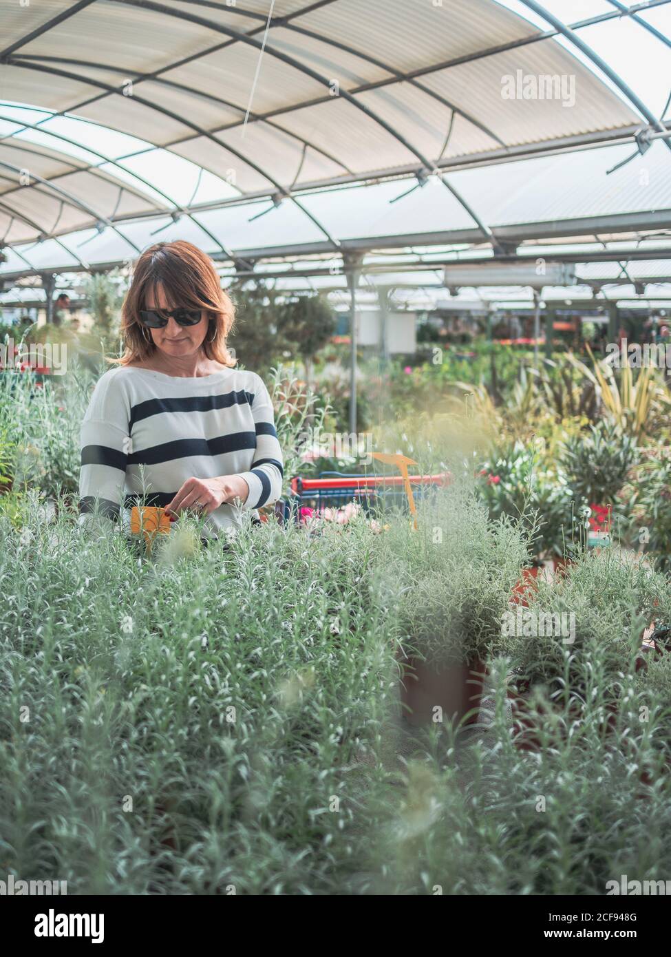 Femme choisissant des plantes pour le jardin sur le marché aux fleurs Banque D'Images