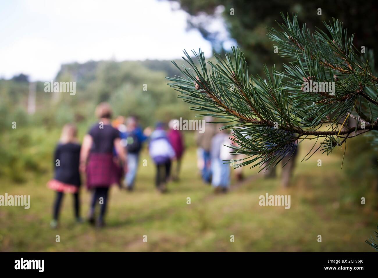 Atelier de marche guidé dans la forêt d'Ashdown à nous sommes Ce n'est pas un festival socialement distancé à Pippingford Park - camping avec une ambiance de festival Banque D'Images