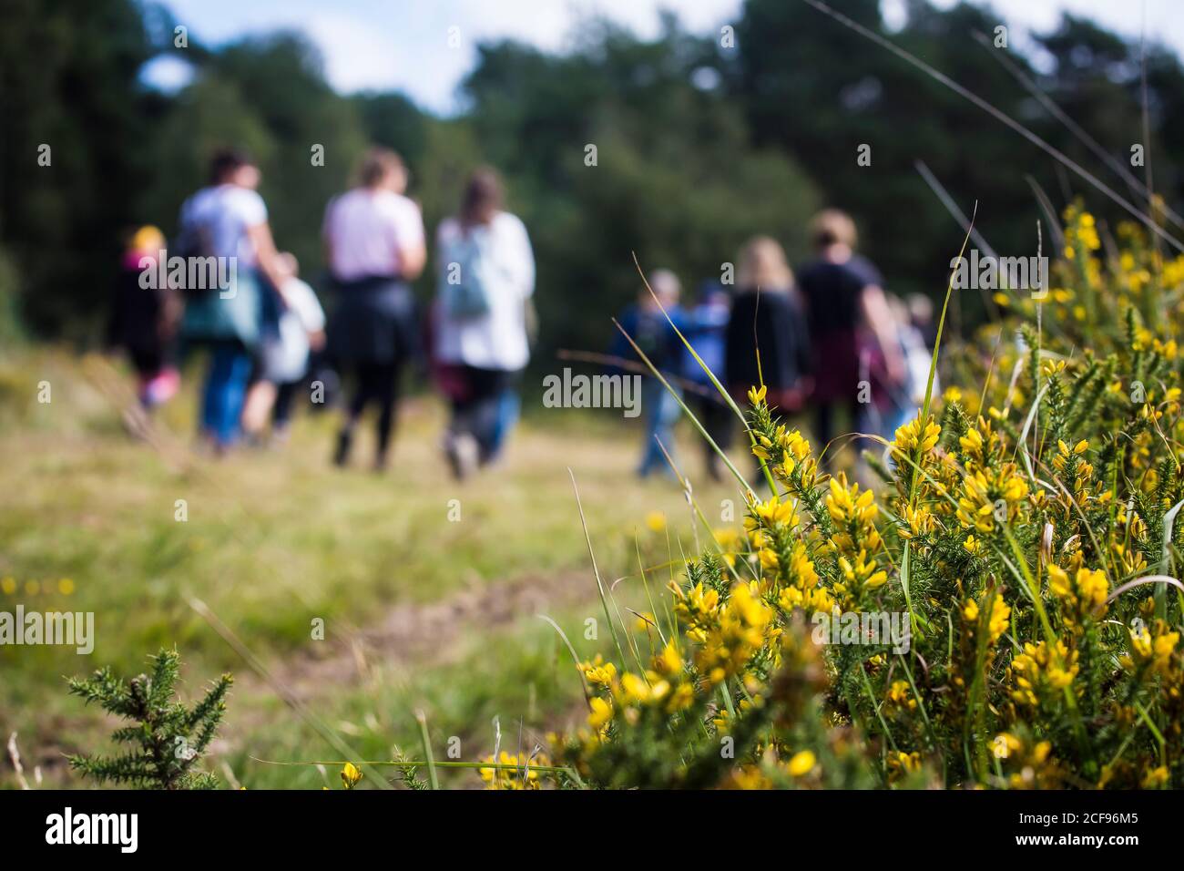 Atelier de marche guidé dans la forêt d'Ashdown à nous sommes Ce n'est pas un festival socialement distancé à Pippingford Park - camping avec une ambiance de festival Banque D'Images