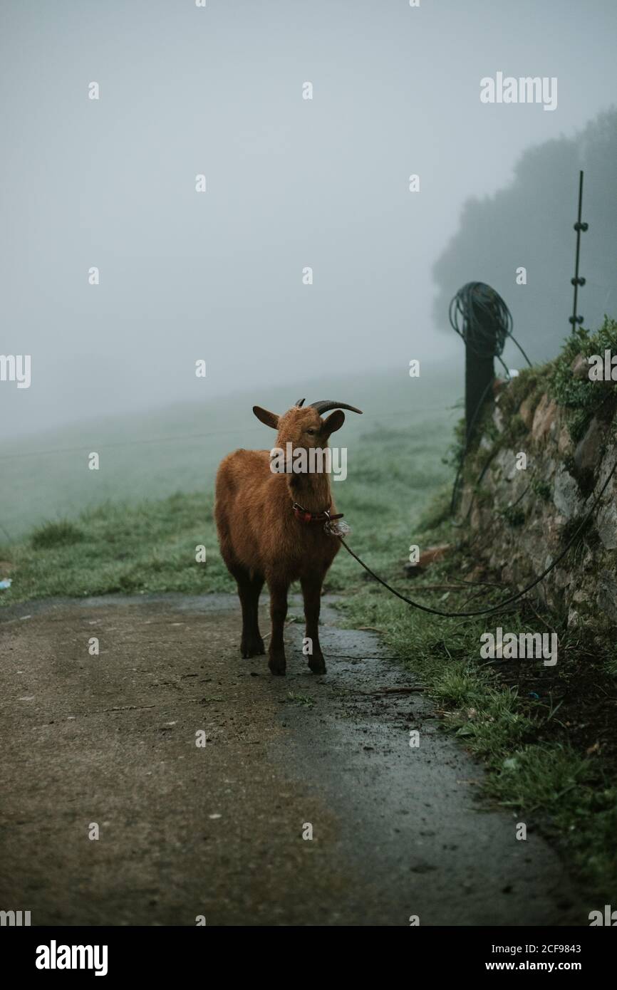 Chèvre sur laisse par temps brumeux à la campagne Banque D'Images