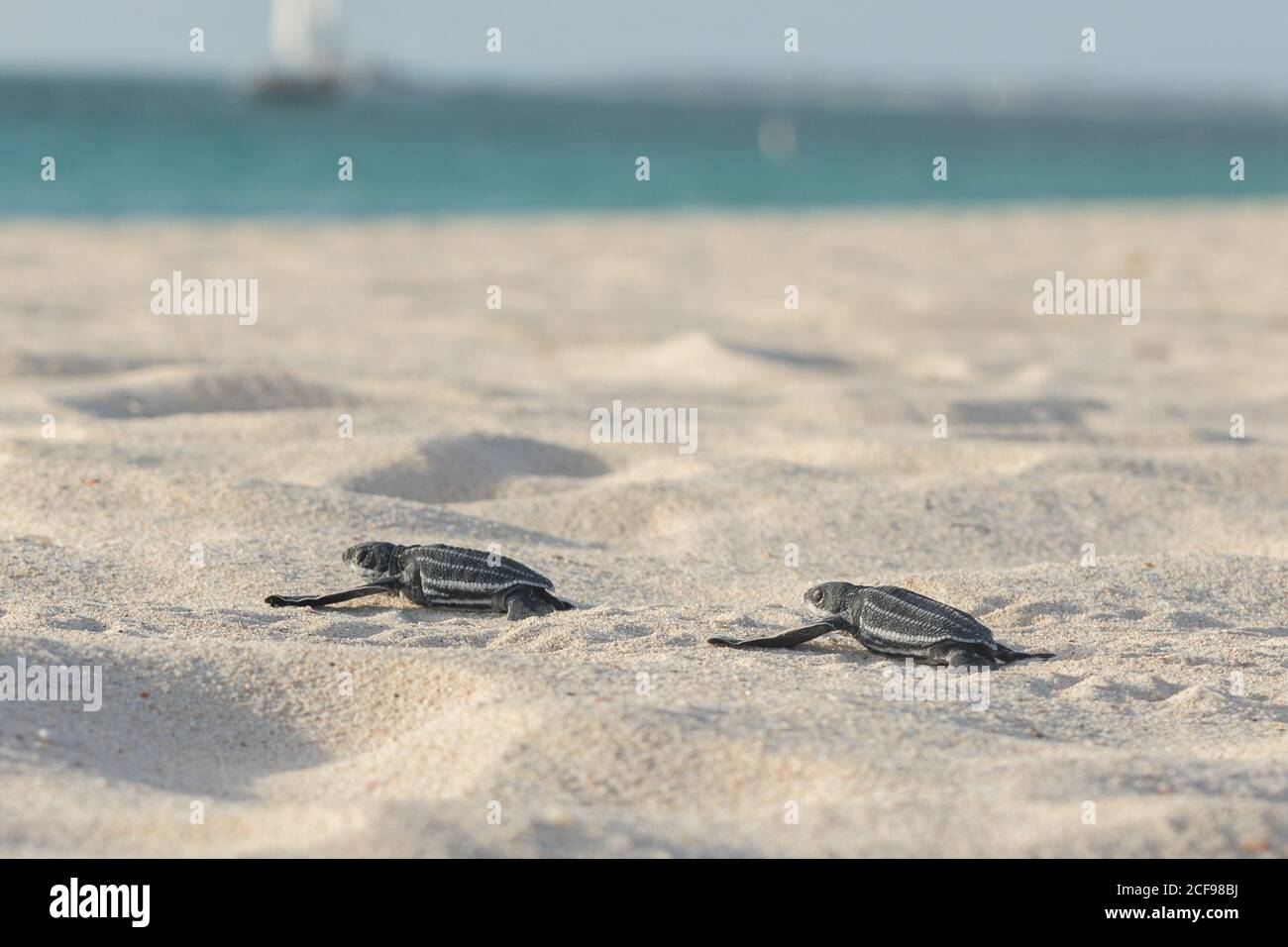 Vue latérale de petites tortues mignonnes rampant lentement plage de sable à l'eau turquoise Banque D'Images
